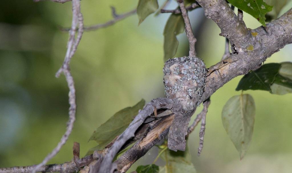 Ruby-throated Hummingbird nest by Dan Arndt is licensed under CC BY-NC-SA 2.0.
